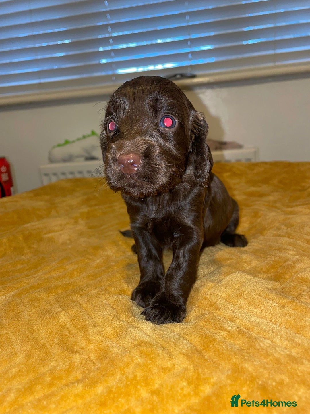Cocker Spaniel dogs for sale: Beautiful litter  - Image 6