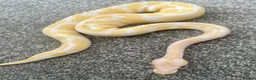 Python Snake reptiles for sale: Albino Ball Python - 66% het pied royal python - Advert 2