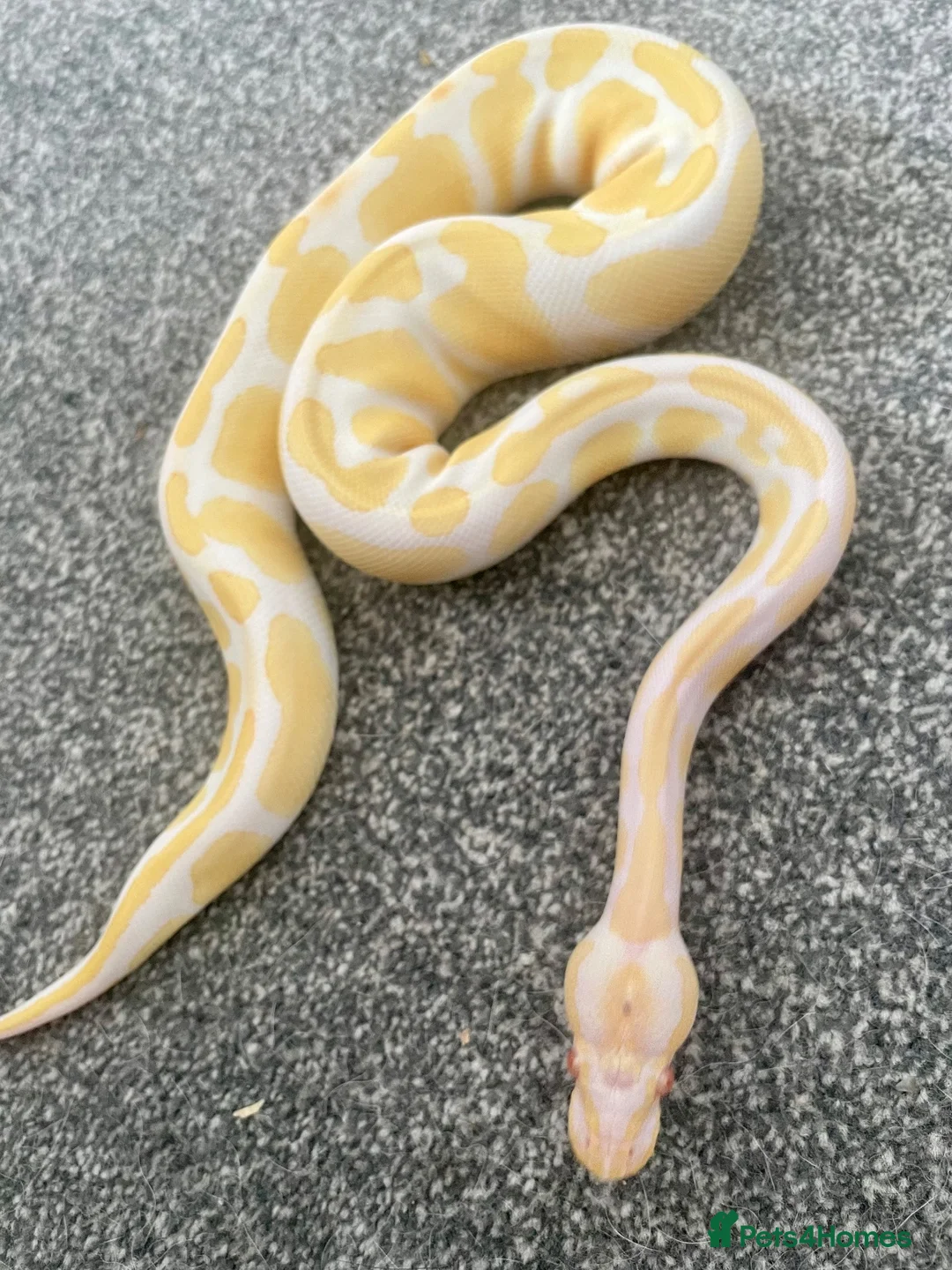Python Snake reptiles for sale: Albino Ball Python - 66% het pied royal python - Advert 2