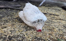 Chickens poultry for sale: Chickens for sale - Image 15