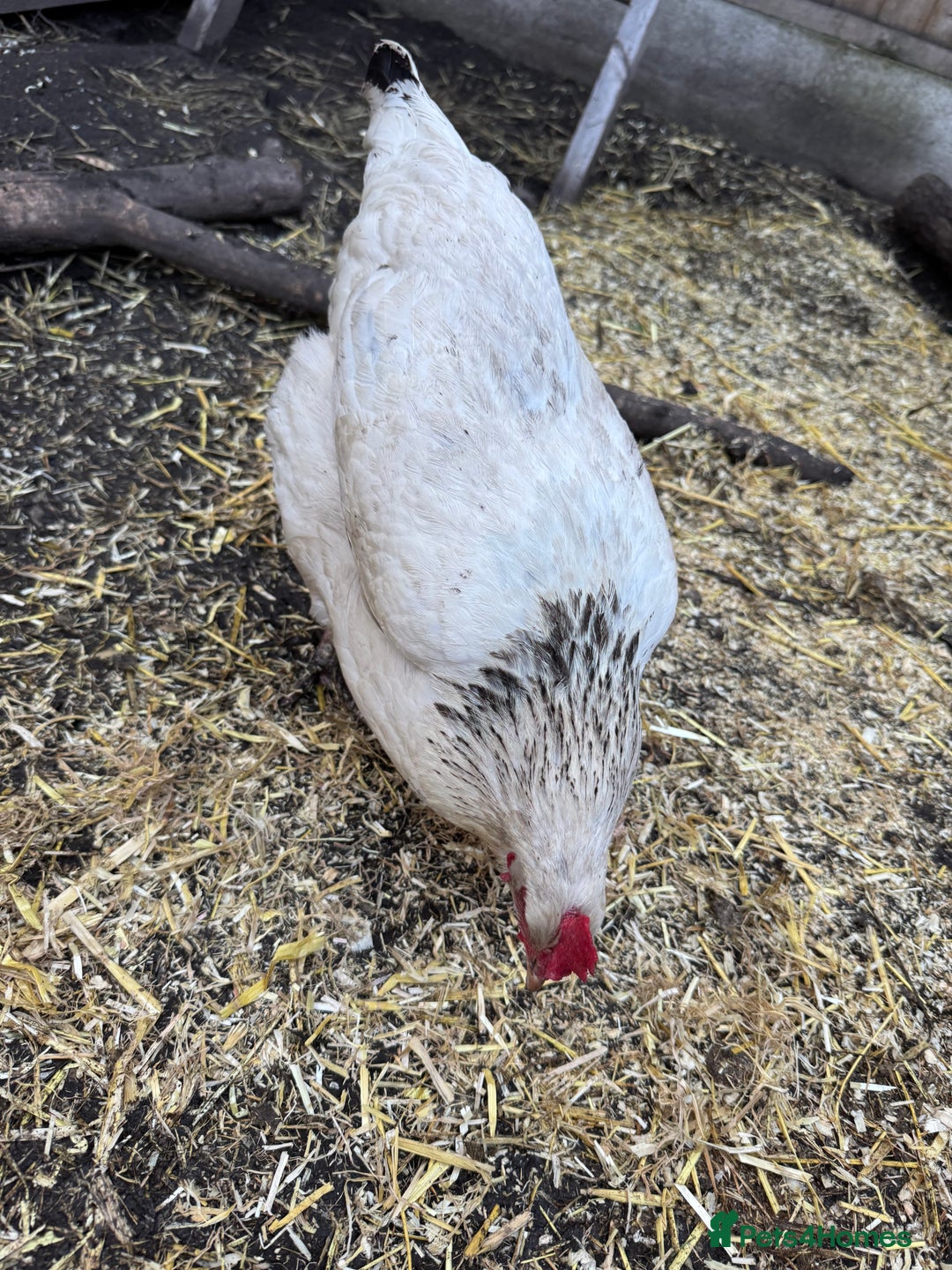 Chickens poultry for sale: Chickens for sale - Image 15