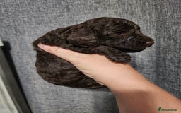 Cockapoo dogs for sale: Cockapoo puppies - Image 6