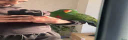 Parrots birds for sale: Silly tame, healthy Eclectus boy - Advert 7