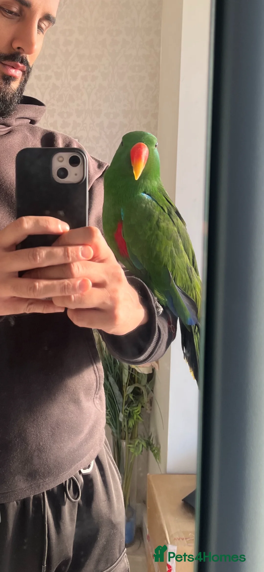 Parrots birds for sale: Silly tame, healthy Eclectus boy - Advert 7