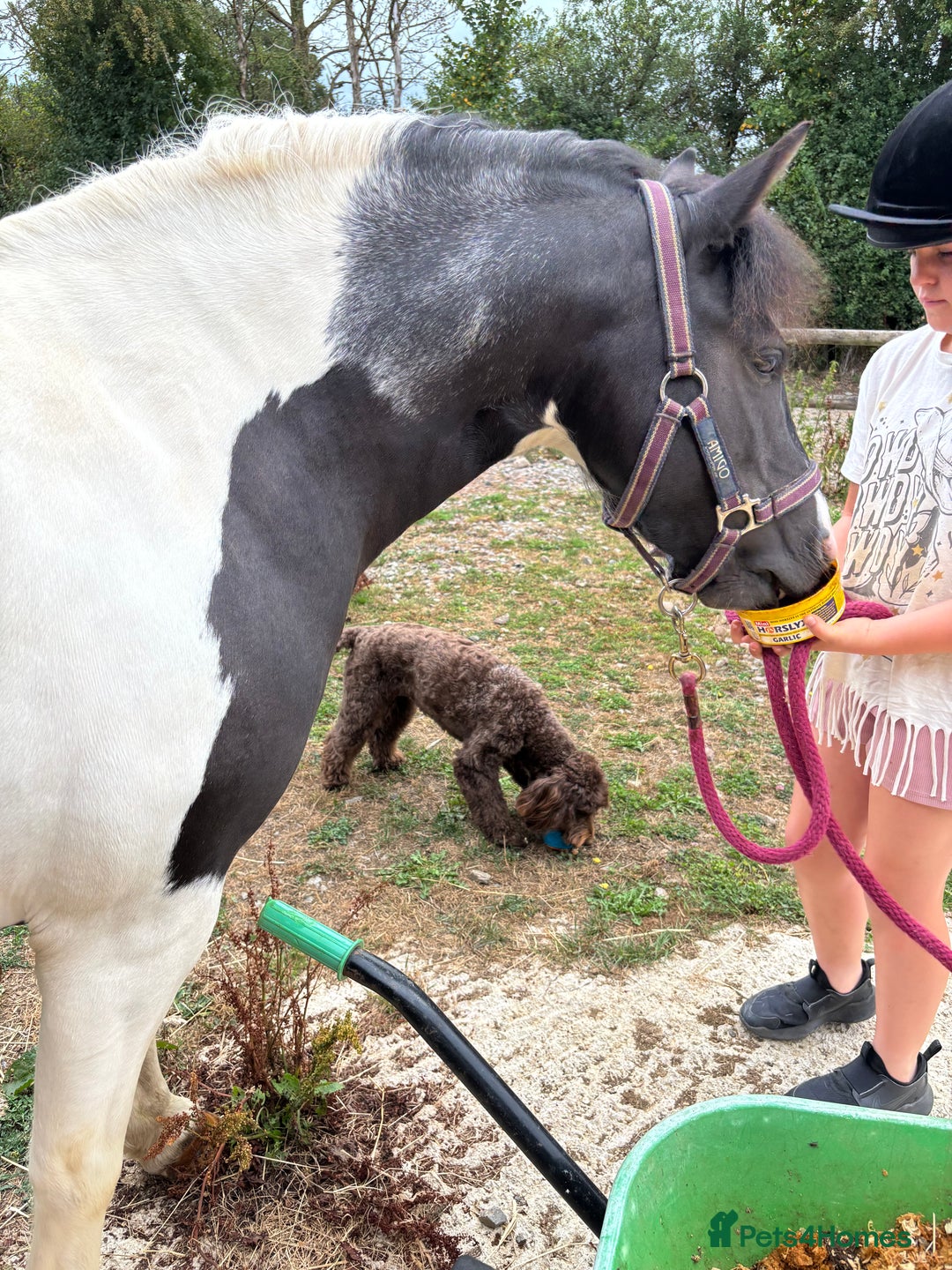 Dartmoor horses for sale: Luna  - Image 2