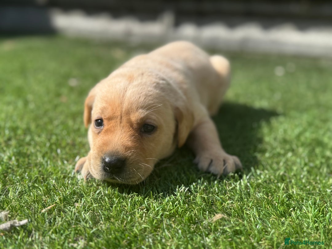 Labrador Retriever dogs for sale: Beautiful top kc line Labrador puppy’s  - Image 17