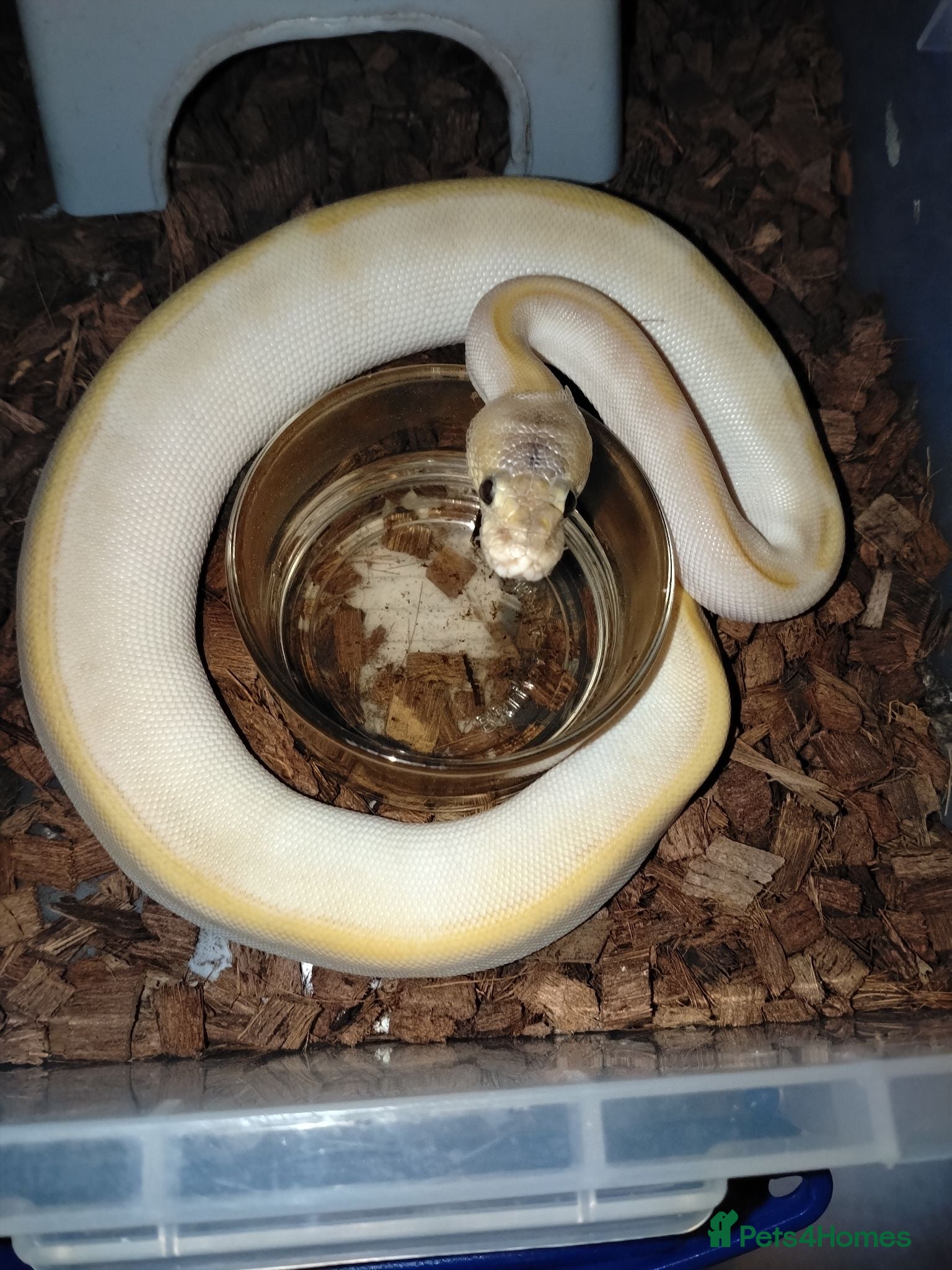 Python Snake reptiles Royal Python babies - Advert 2