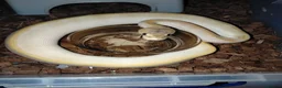 Python Snake reptiles for sale: Royal Python babies in Sheffield - Advert 1