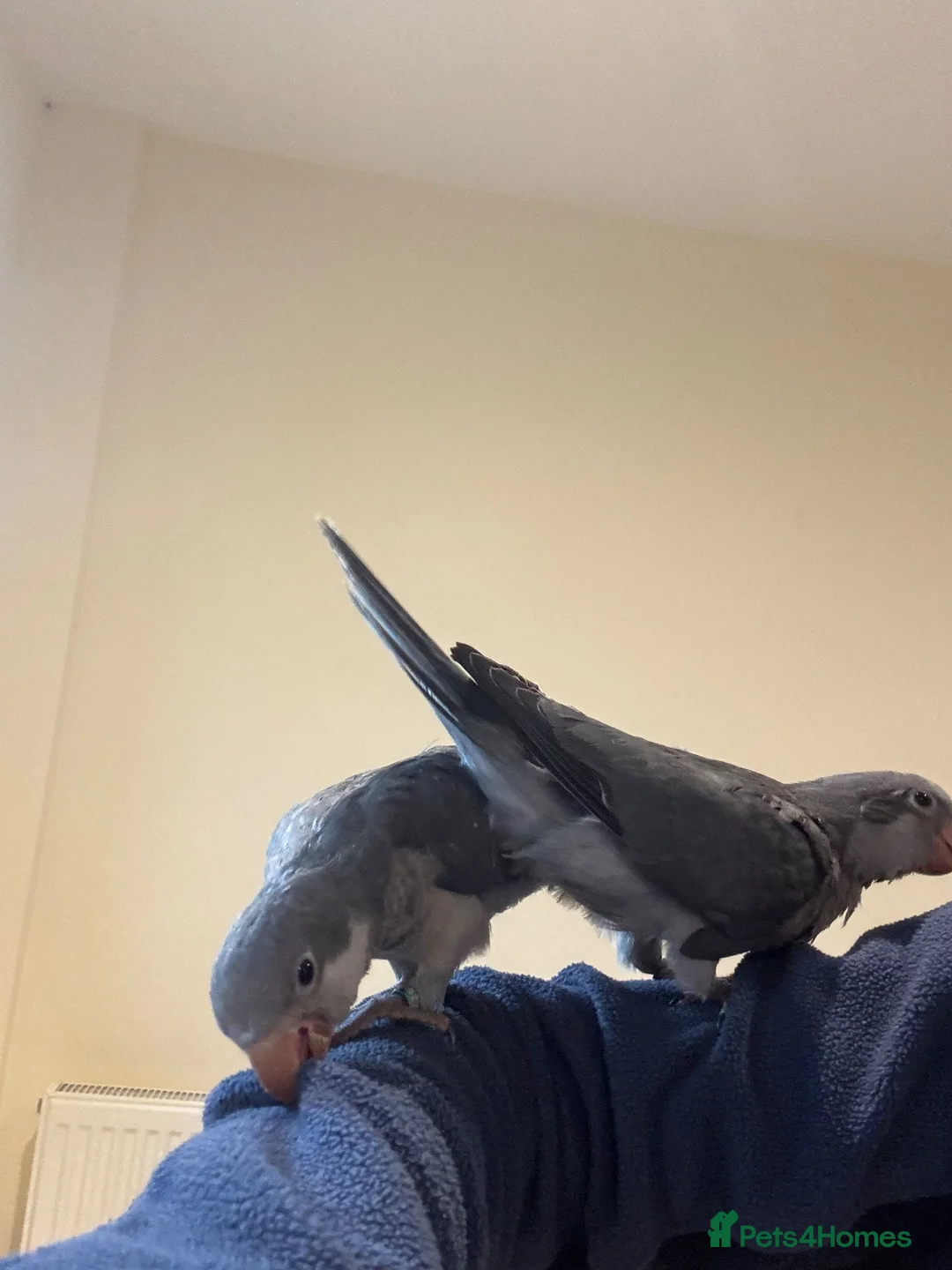 Parrots birds for sale: Mauve hand reared Quaker for sale  - Advert 1