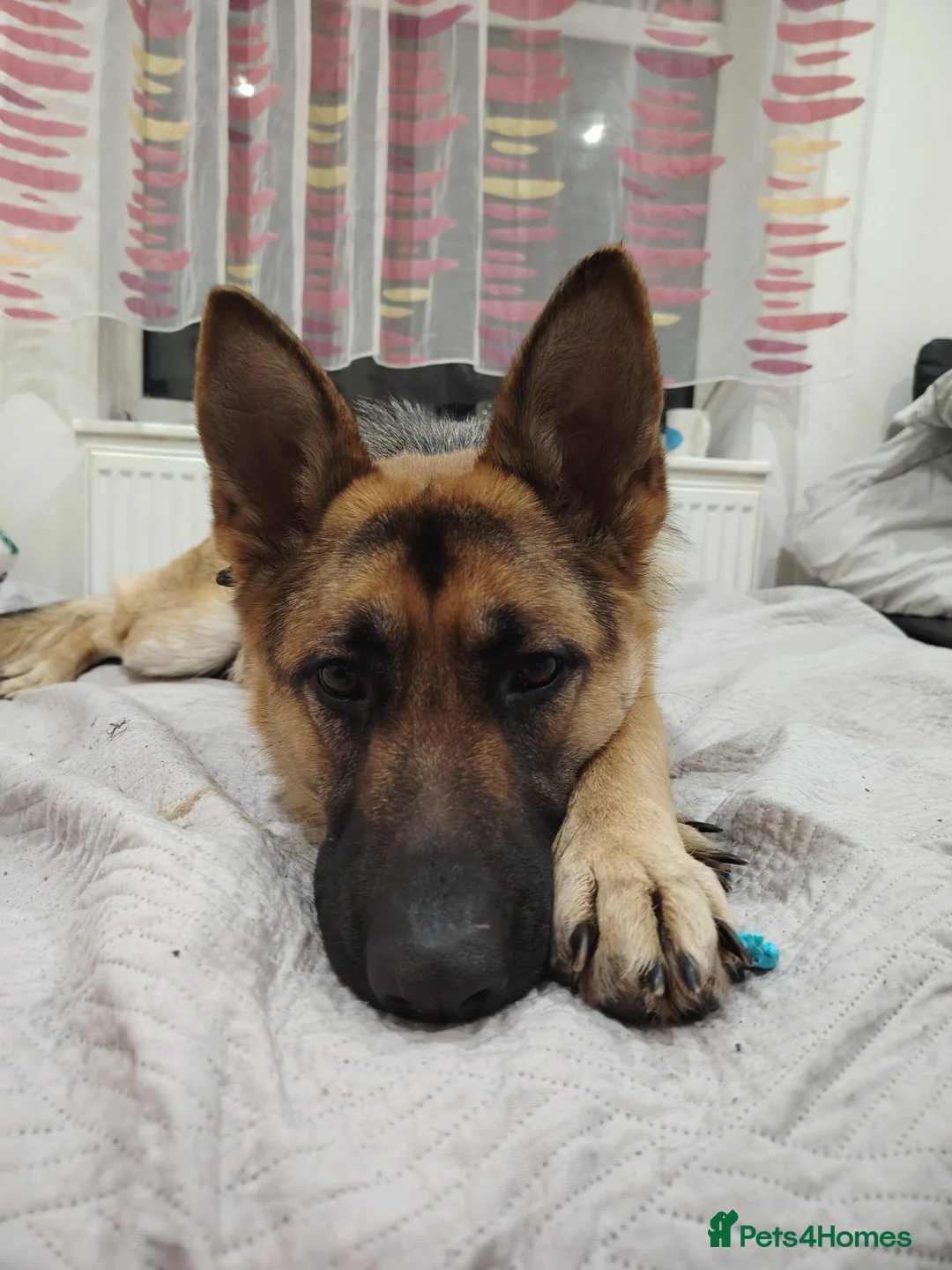 German Shepherd dogs for sale: Tayra very beautiful dog - Advert 2