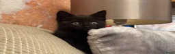 Mixed Breed cats for sale: The most amazing kitten - Advert 6