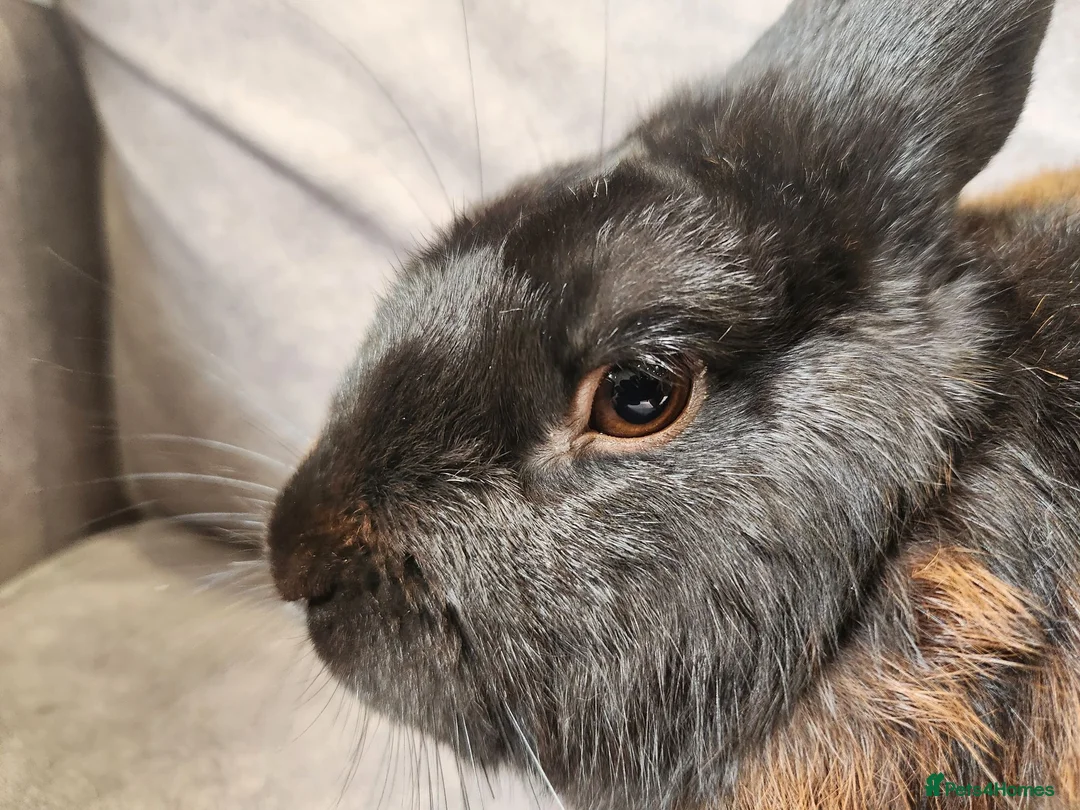 Mixed Breed rabbits for sale: 4 beautiful mixed breed rabbits see Description. - Advert 17