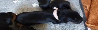 Rottweiler 7