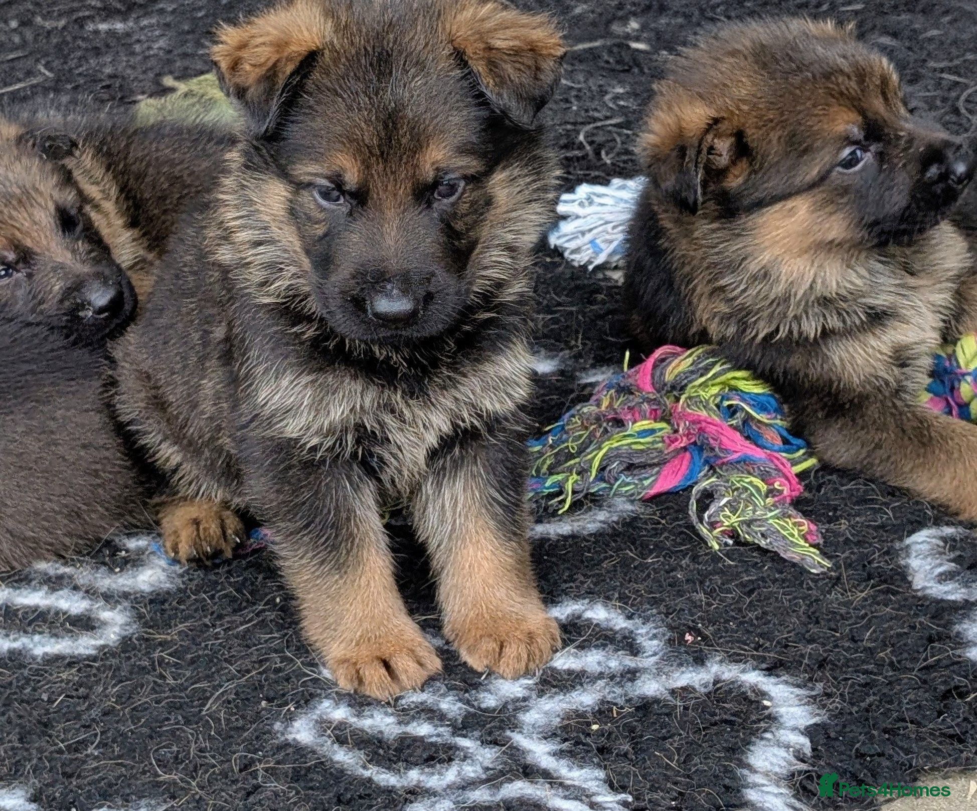 German Shepherd dogs K.C. reg GSD pups - Advert 2