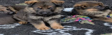German Shepherd 11