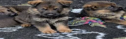 German Shepherd dogs for sale: K.C. reg GSD pups - Advert 13