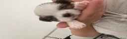 Shih Tzu dogs for sale: ** 2 Beautiful Shihtzu Girl Available  ** in Cambridge - Advert 11