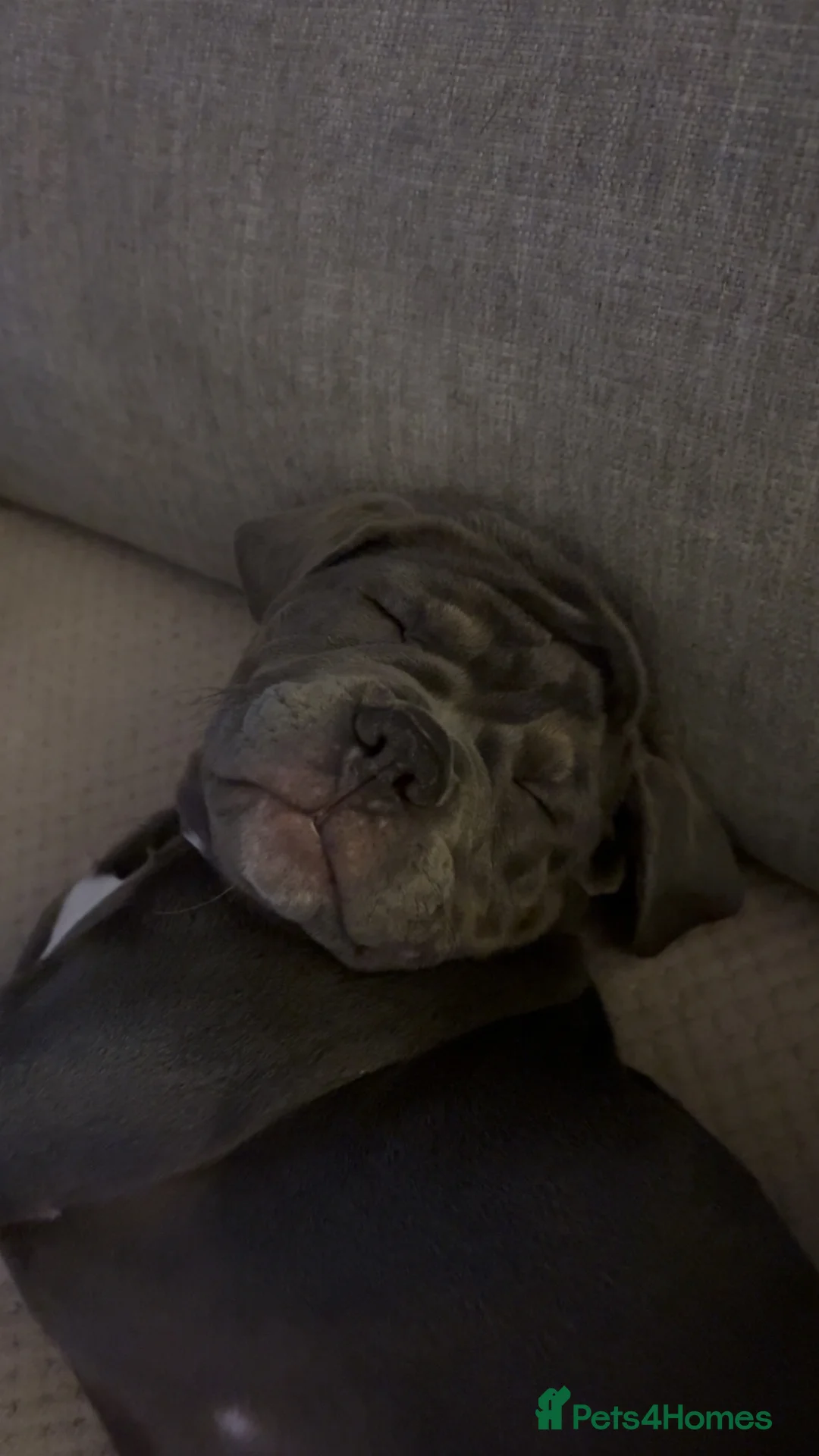 Old Tyme Bulldog dogs for sale: 12 week old beautiful old tyme English bulldog  - Advert 4