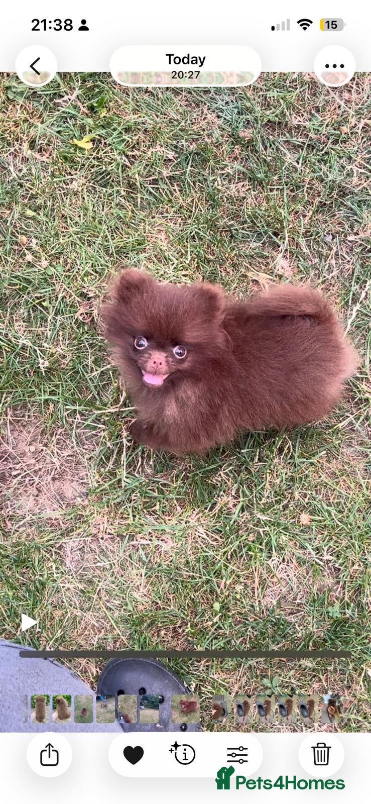Pomeranian dogs 🧸 Teddy Bear Solid Chocolate  🧸 - Advert 1