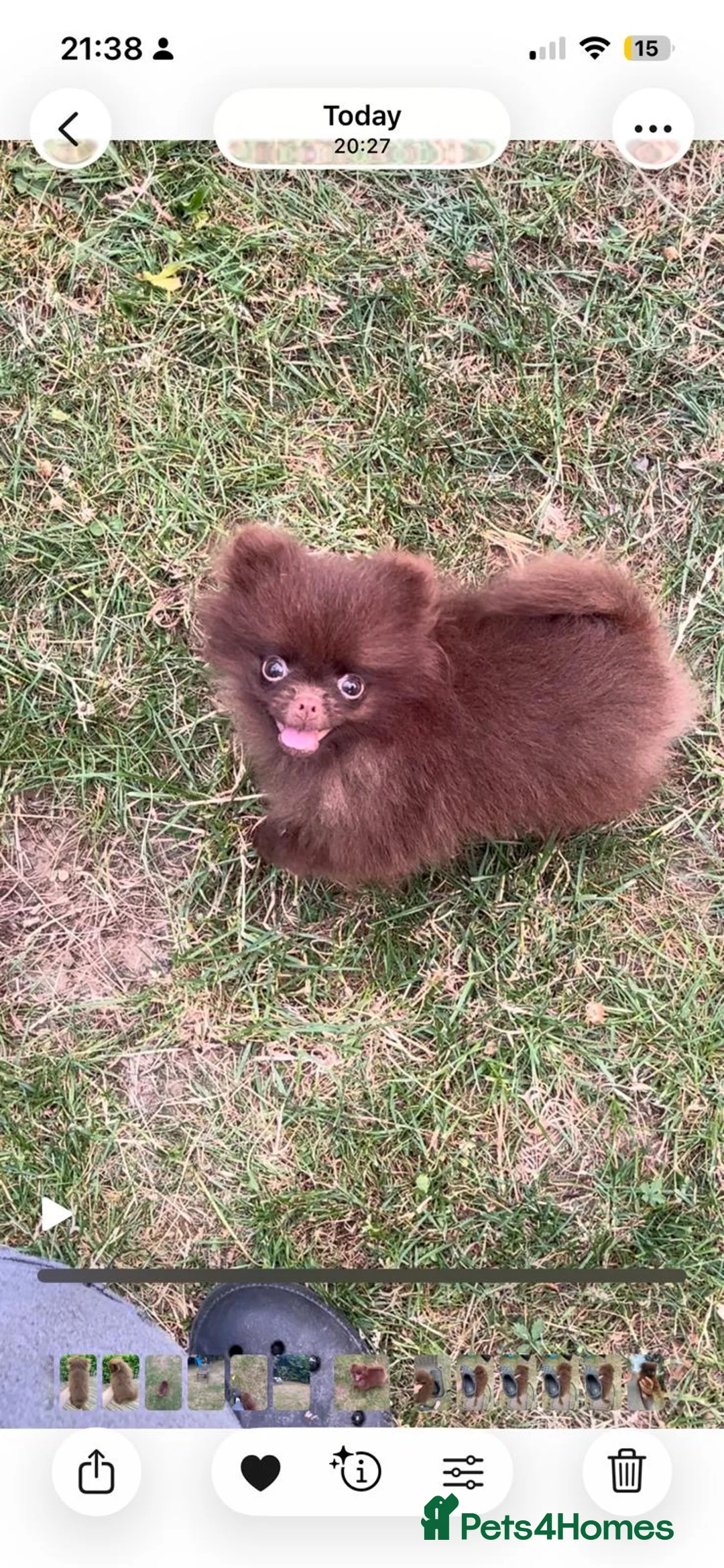 Pomeranian dogs for sale: 🧸 Teddy Bear Solid Chocolate  🧸 - Advert 1