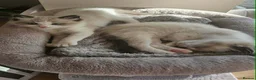 Ragdoll cats for sale: Ragdoll Tica Pedigree kittens - Advert 15