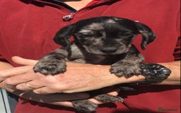 Cockerdor dogs for sale: AMAZING COCKERDOR/COCKADOR PUPPIES - Image 5