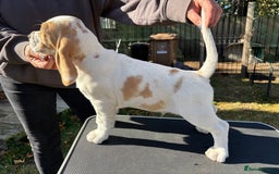 Beagle dogs for sale: Male Beagle Puppies  - Image 4