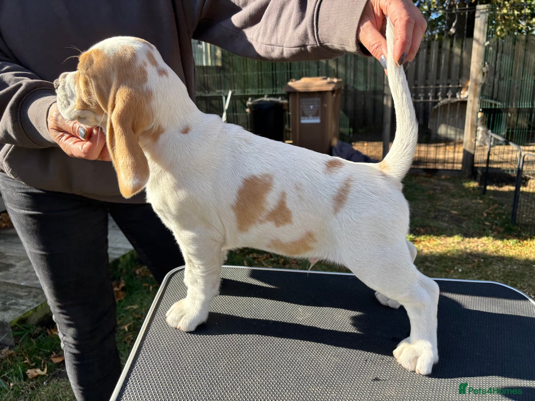 Beagle dogs for sale: Male Beagle Puppies  - Image 4