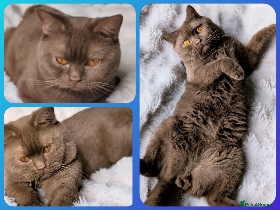 British Shorthair cats for stud: 💦CINNAMON🩸Blood B❣️GCCF & TICA 💙STUD only  - Advert 1