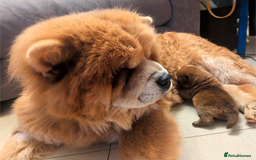 Chow Chow dogs for sale: CHAMPION BLOODLINE, 5 GENer KC pedigree DELIVERY!! - Advert 4