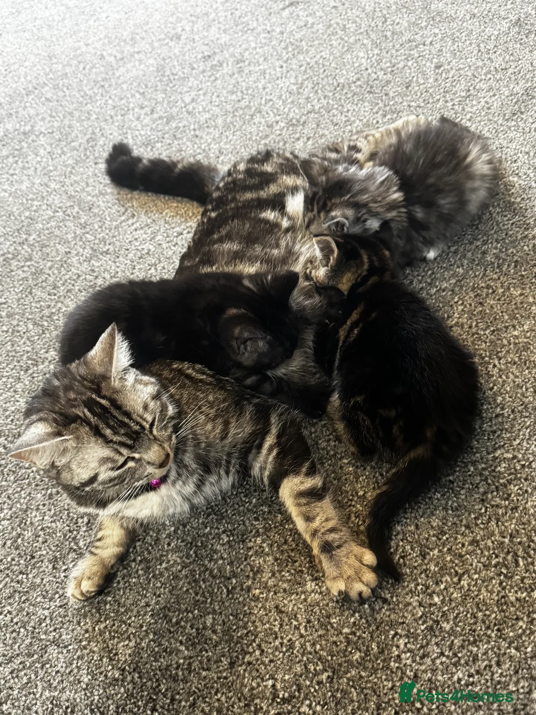 British Longhair cats for sale: Kittens - Advert 8