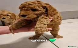 Cavapoo dogs for sale: Beautiful F1b cavapoo 💚💙🩷 - Image 7