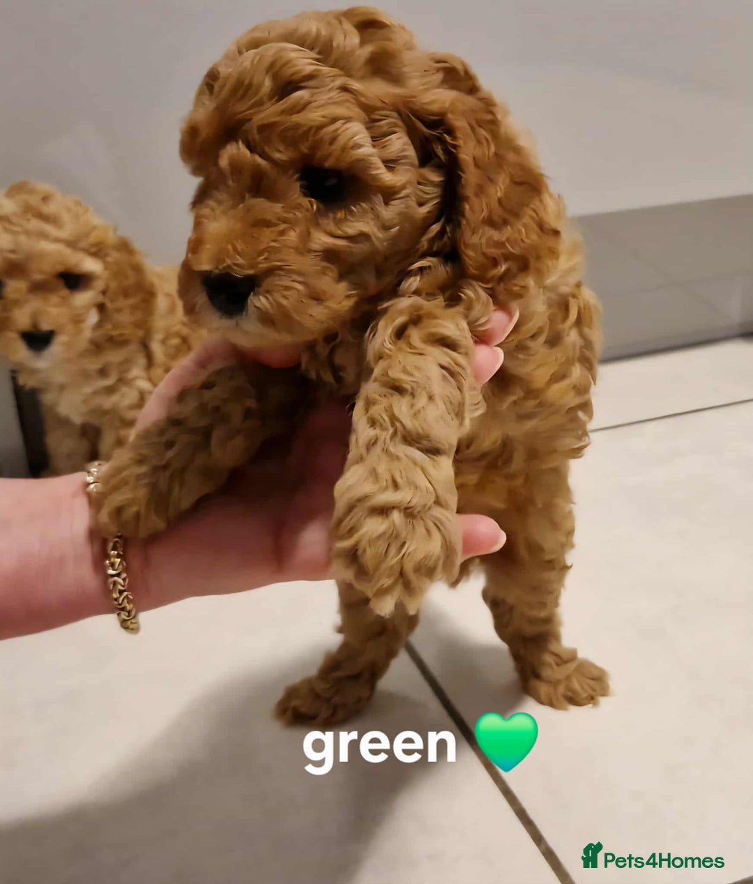 Cavapoo dogs for sale: Beautiful F1b cavapoo 💚💙🩷 - Image 7