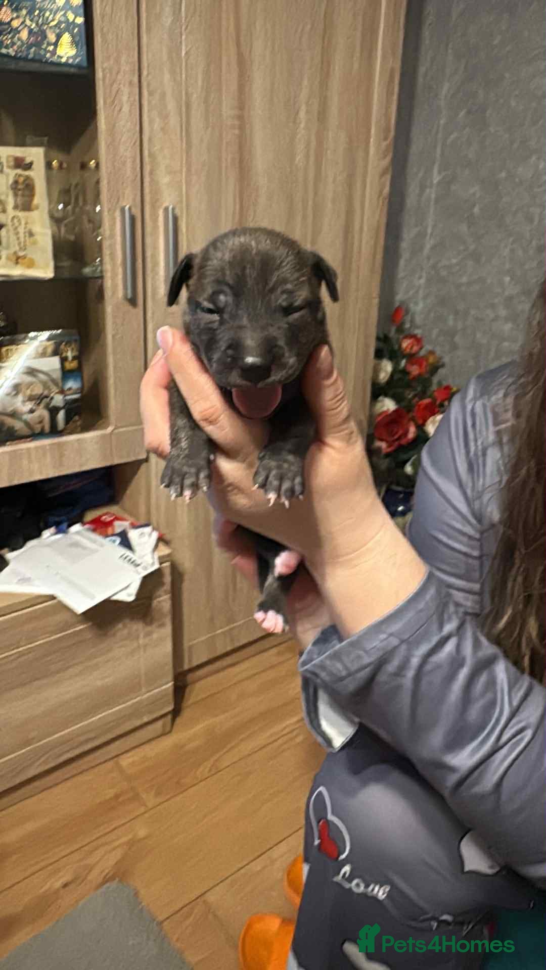Staffordshire Bull Terrier dogs for sale: Amir  - Image 6