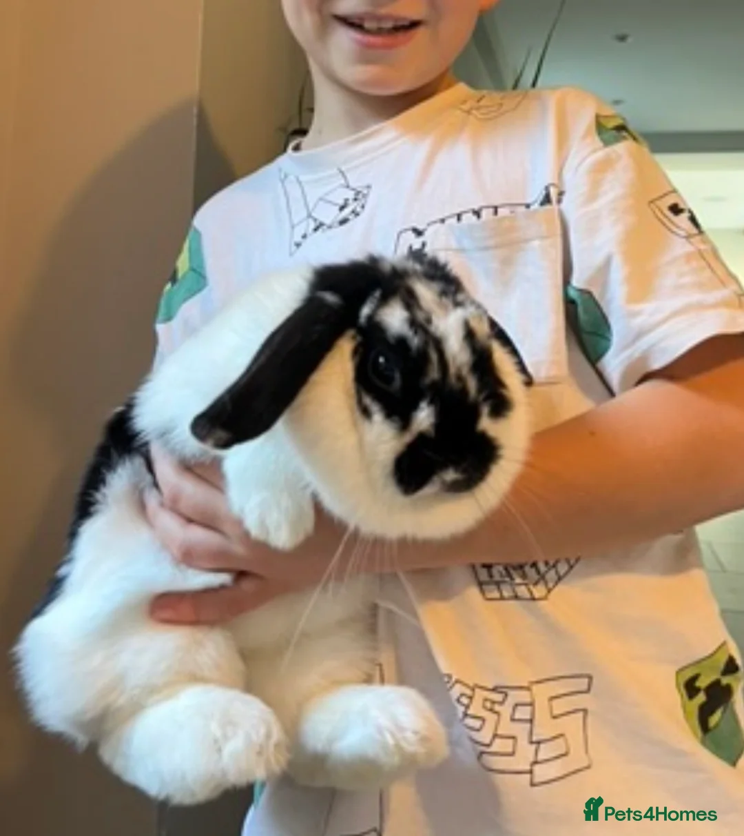 Mini Lop rabbits for sale: Gentle and Calm Mini Lop Female in Stroud - Advert 5