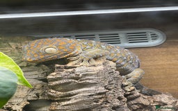 Gecko reptiles for sale: 1.1 patternless tokays  - Image 2