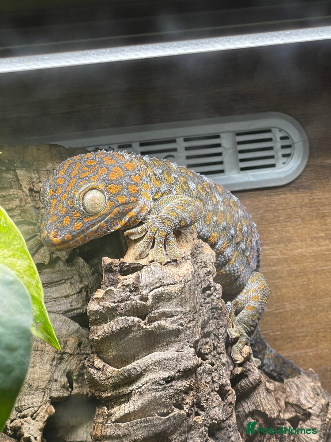 Gecko reptiles for sale: 1.1 patternless tokays  - Image 2