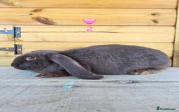 French Lop rabbits for sale: French Lops - Advert 3