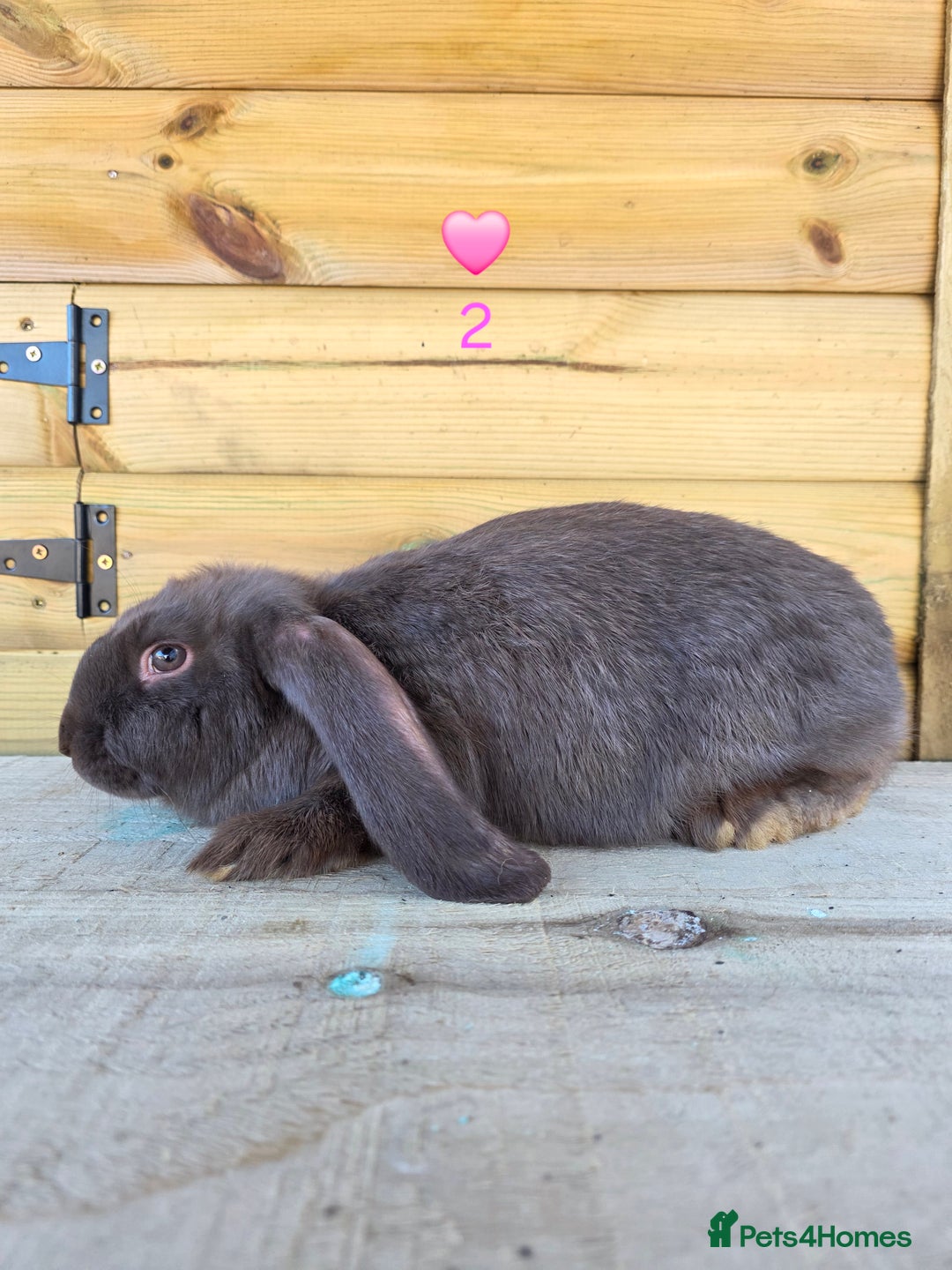 French Lop rabbits for sale: French Lops - Advert 3