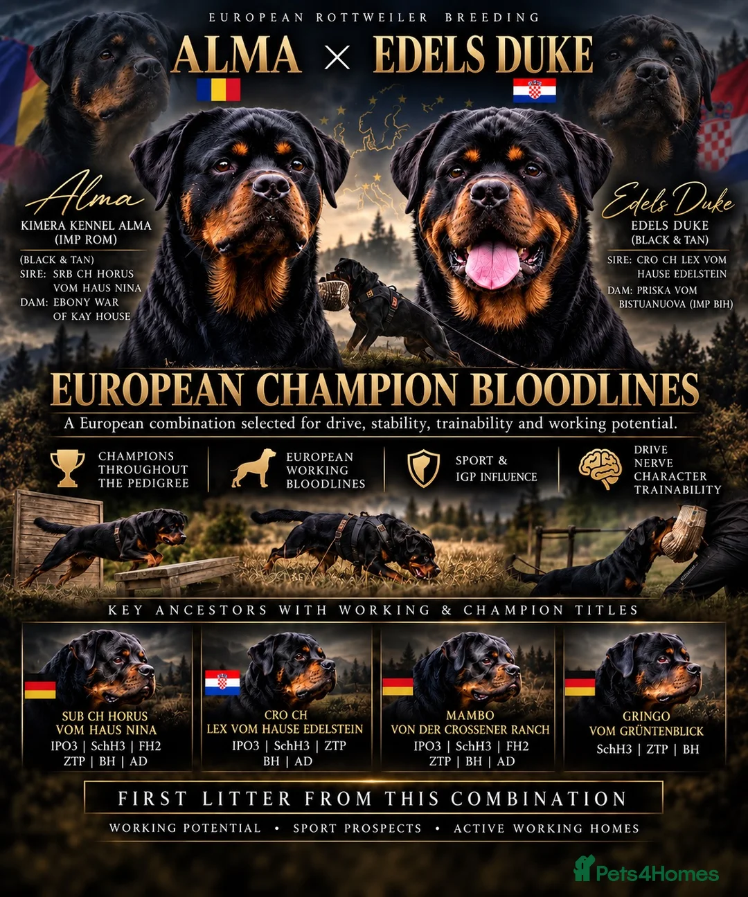 Rottweiler dogs for sale: European Rottweiler puppies - Advert 2