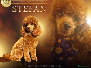 Toy Poodle dogs Stunning kc reg health tested Toy poodle stud in Cleckheaton - Advert 1