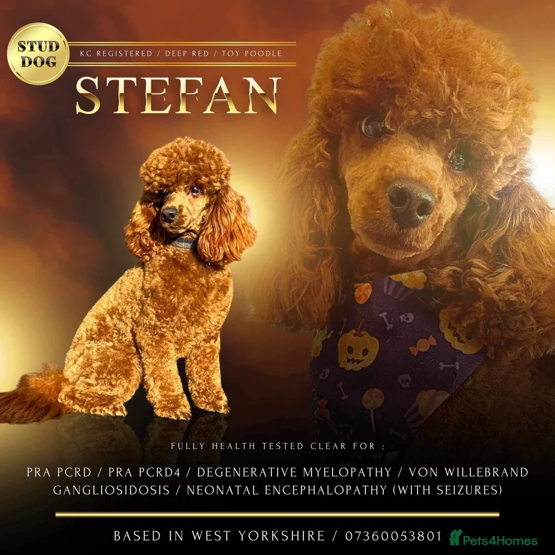 Toy Poodle dogs for stud: Stunning kc reg health tested Toy poodle stud  in Cleckheaton - Advert 1