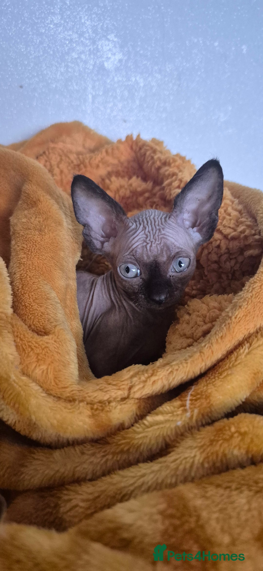 Sphynx cats for sale: Black elf and silver elf princesses - Advert 9
