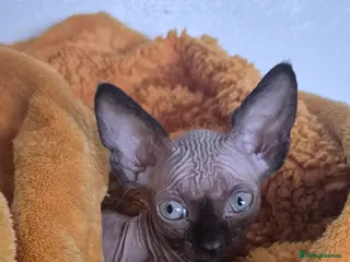 Sphynx cats Black elf and silver elf princesses - Advert 10