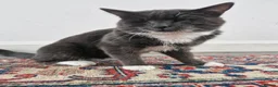 Domestic Shorthair cats for sale: 🐾 Meet Mimi! 🐾 - Advert 3