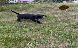 Mixed Breed dogs for sale: Dalmatian/Golden retriever cross puppies - Image 17
