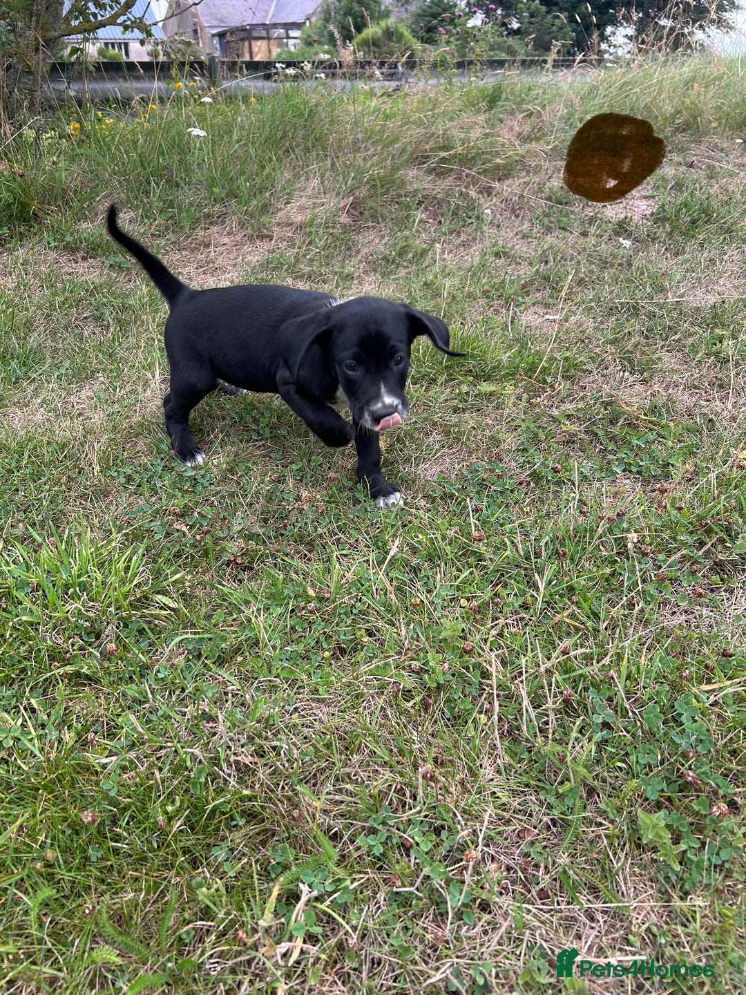 Mixed Breed dogs for sale: Dalmatian/Golden retriever cross puppies - Image 17