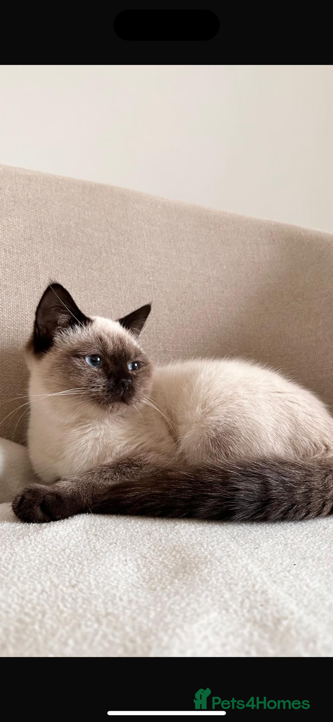 Mixed Breed cats for sale: Blue-Eyed Ragdoll x British Shorthair Kitten - Advert 1