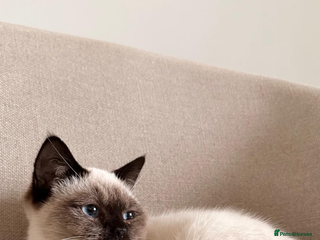 Mixed Breed cats Blue-Eyed Ragdoll x British Shorthair Kitten - Advert 1