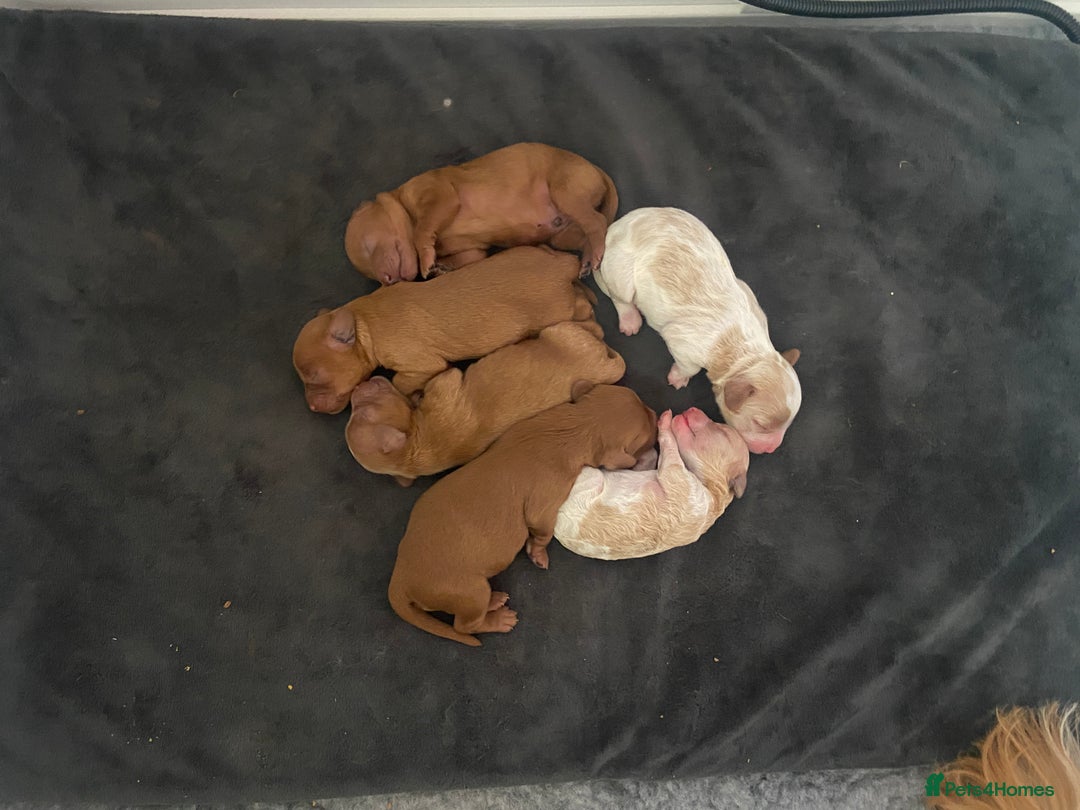 Mixed Breed dogs for sale: Adorable Cavapoochon x Cavapoo Puppies  - Image 3